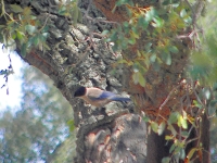 Azure-winged Magpie